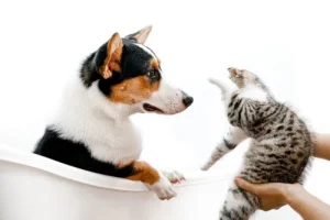 Hund och katt tillsammans.